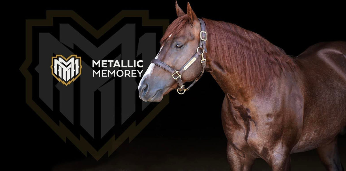 Metallic Memorey 2025 Stallion Fee- Early Booking - wildfirefarmsmn